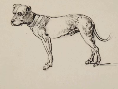Studie eines Hundes | Zeichnung von Otto Stöger