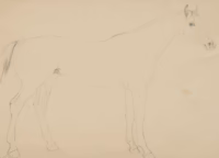 Zeichnung eines Pferdes | Studie von Otto Stöger