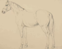 Pferd | Zeichnung von Otto Stöger