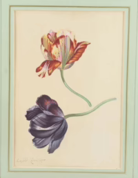 Tulpen | Blumenstudie | Gouache von Leopold Zinnöger