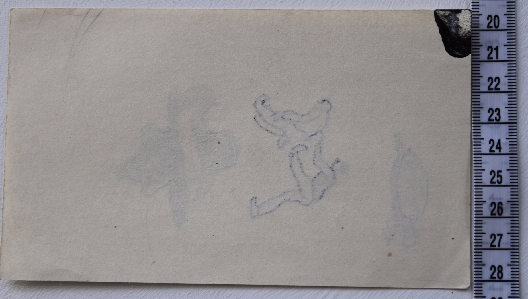 Schildkröte, Herrenkopf und Rausschmiss | Zeichnung/Studie | Gemälde von R. Fugger — изображение 6