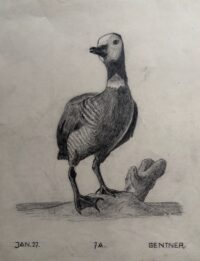 Ringelgans | Studienzeichnung von Gentner