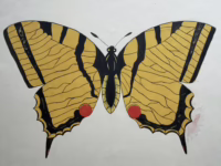 Schmetterling | Studienzeichnung von Gentner