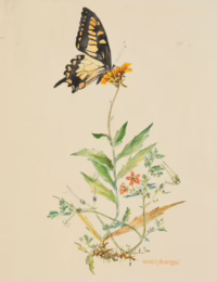 Schmetterling an Blüte | Aquarell von Karl Wolfsberger